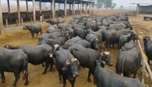 gober-colletion-points