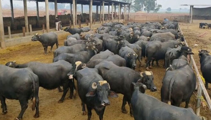 gober-colletion-points