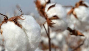 COTTON-SEASON