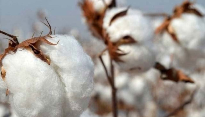 COTTON-SEASON