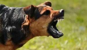 hindituwa