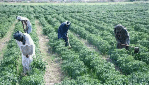 farmers
