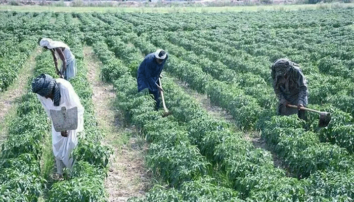farmers