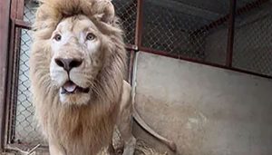 lion