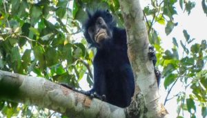 monkey