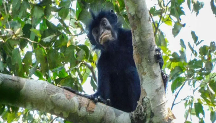 monkey