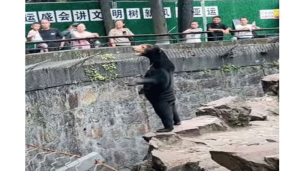 bear