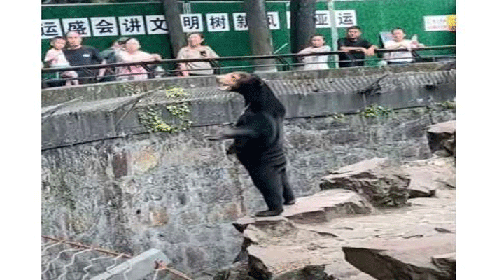 bear