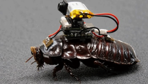 cockroch