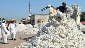 cotton