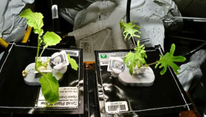 plants