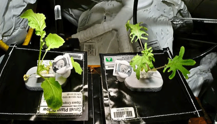 plants