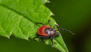 insect