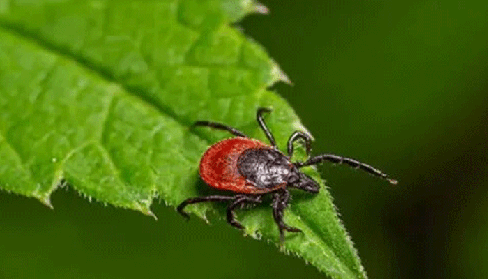 insect