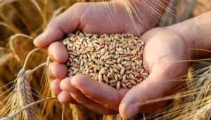 wheat