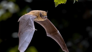Bats