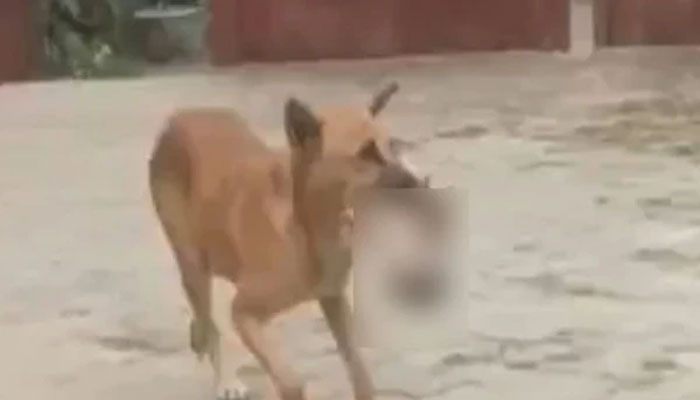 DOG