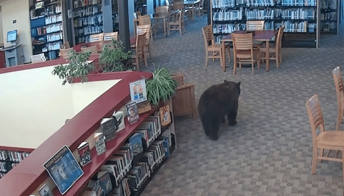 bear