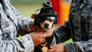 dog