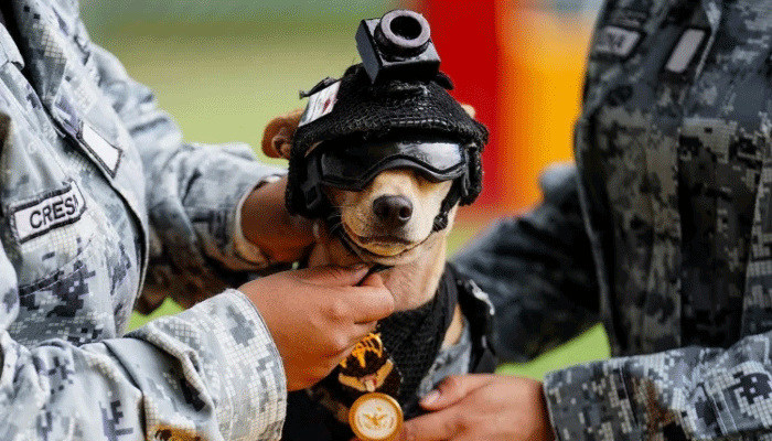 dog