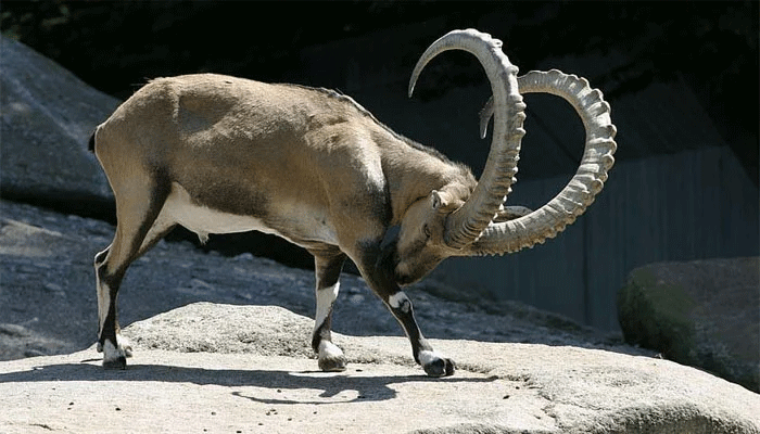 markhor