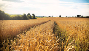 wheat