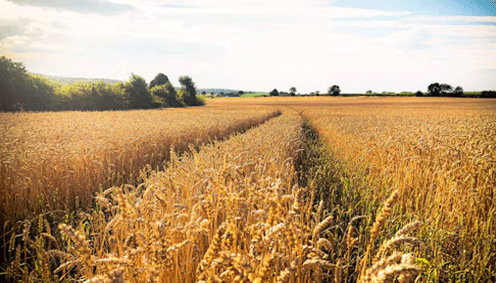 wheat